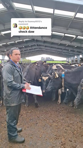 Cows and Dairy Life in New Zealand: My Experience