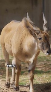 The Alien Antelope You’ve Never Seen Before! 🦌👽 #viral #wildlife #animals #facts