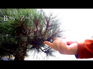 Austrian Pine work and Bog Forest Update, Part 1, The Bonsai Zone, Oct 2021