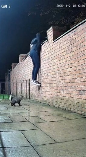 10K views · 70 reactions | Security Camera Captures a Brave Cat Chasing Off a Masked Intruder #fypシ゚ #viralreelschallenge #reelsvideoシ | Cute Critter Stories | Facebook