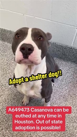 Fill out the app in my bio if you are interested in adopting Casanova! #rescuedogarmy #fosteringsaveslives #shelterdog #rescuedog #adoptdontshop