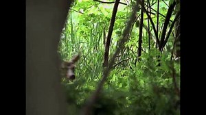 WARNER - FENÔMENO 2