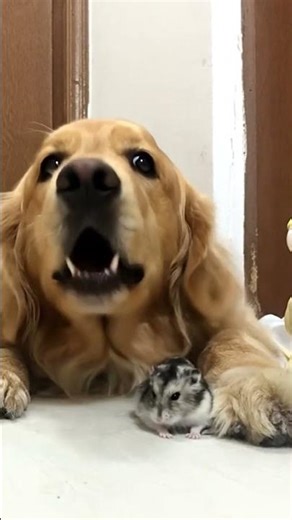 dog startled awake by bird and hamster