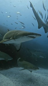 42K views · 597 reactions | Sharks on the shell grit gutter at the shallow end of Fish Rock Cave. . . . . . . #southwestrocks #fishrock #greynurse #raggedtooth #sandtiger #scuba #shark #ocean #sharkweek #underwater #sharkdiving #savesharks #fish #sharkconservation #sharklover #sea #diving #nature #sharklove #scubadiving #scuba #savethesharks #underwaterphotography #oceans | South West Rocks Dive Centre | Facebook