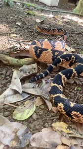 Liguem o som! O alerta da pico de jaca para se afastar! Essa "pontinha" na cauda nada mais é que uma escama adaptada para aumentar o barulho de alerta nas folhas, não injeta peçonha como alguns populares acreditam! Agradeço sempre primeiramente À Deus, e também à cada um de vocês meus amigos e amigas! Cada curtida, comentário e compartilhamento fazem uma diferença incrível na divulgação do trabalho! 🐍🇧🇷✝️ | Gabriel Núcleo