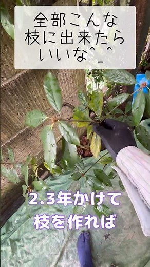 カシ（樫）の枝を上手く作れたら剪定が楽になるかも☺️#庭師のVlog