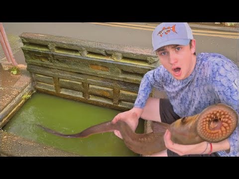 J’ai découvert des poissons extraterrestres dans les égouts !