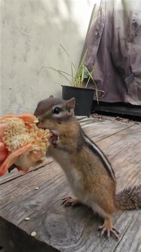 Neighbours Helping Neighbours