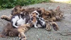 Baby kittens meowing very loudly for mom cat | Wâlnôᶍ