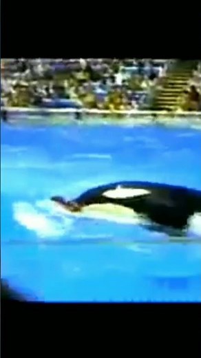 الحوت القاتل يحاول افتراس مدربه أمام الجمهور (مشهد يحبس الأنفاس) #orca #animals #wildlife