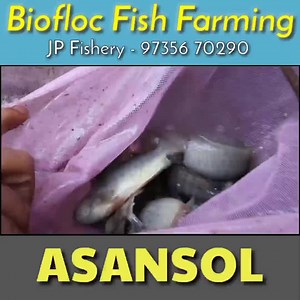 38K views · 94 shares | Biofloc Fish Farming First in Asansol Full Details Tank Setup Profitable business Training JP Fishery - 97356 70290 ,96798 09710 | ASANSOL City Of Brotherhood | Facebook