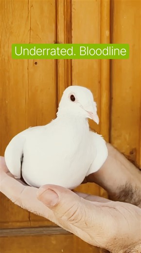 White Racing Pigeon - Underrated Bloodlone #jellejellemapigeons #kabootar #homingpigeons #kabutar