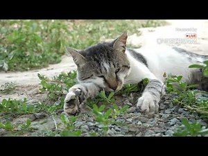 🌙 ASMR Soothing Music for Meditation | Relaxing Sounds for Sleep, Focus & Stress Relief