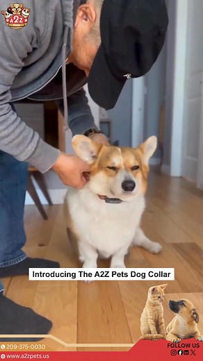 Upgrade your pup’s style & comfort with the A2Z PETS Dog Collar 🐾✨ Soft, secure & stylish—perfect for every adventure! 💖 Give your furry friend the best they deserve. 🐶 Shop now at a2zpets.com 🌐 A2ZPets #A2ZPets #DogCollar #PetCare #PetAccessories #DogLovers #FurryFriends #PetStyle #DogLife #PawfectStyle #PetComfort #PetFashion #PetProducts | A2z.pets