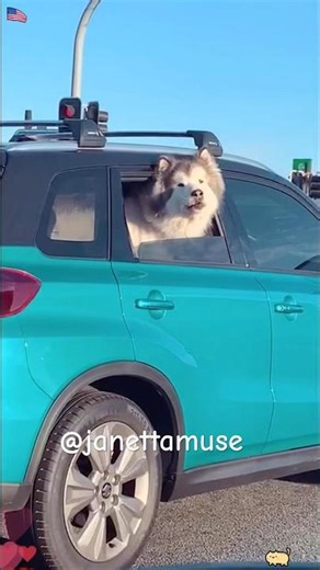 Dogs are always 100% excited for no reason. #funnyanimals #funny #doggie #dogslife