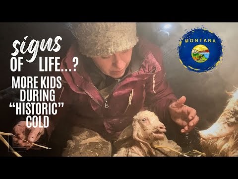 Signs of life during "historic" cold snap | 10 goats in our HOUSE!