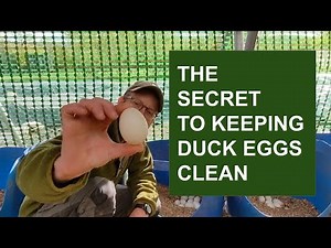 How to keep duck eggs clean