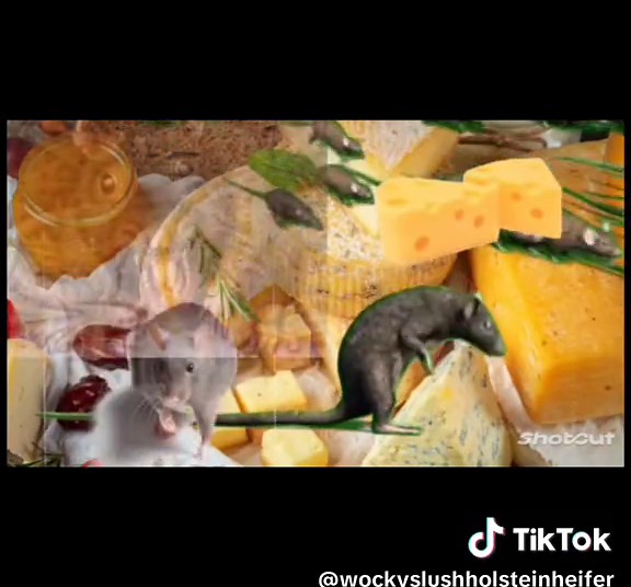 The Great Cheese Mystery: Cheese Rat Invasion!