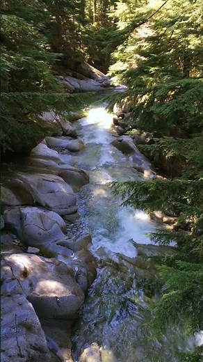 Sunlit Forest Snoqualmie South Fork | Denny Creek Trail | Washington State #nature #forest #river