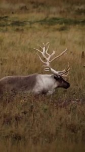 17K views · 717 reactions | Thrashing Antlers…they put on a show for us! : MAGVIEW Gear on the Vortex Optics spotting scope | Driven with Pat & Nicole | Facebook