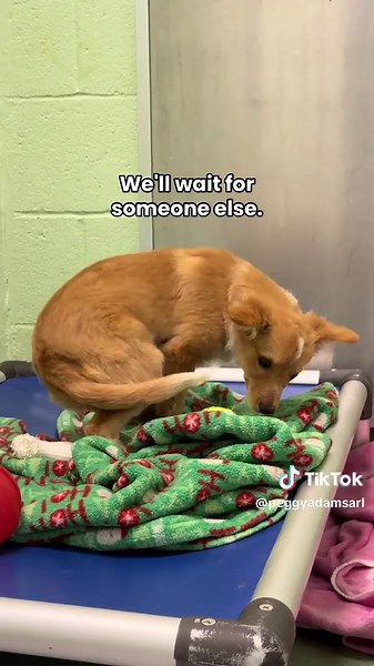 We 🧡 mutts Poppy, Willow, and Toasty are adoptable! Their breed mix is uncertain (dachshund, aussie, corgi?), but they are 100% adorable! All three are female, spayed, 3 months old, and about 8 pounds. They can't wait to go home! Come on in to meet them! 📍Peggy Adams Animal Rescue League West Palm Beach, FL #rescuepuppy #adoptdontshop #adoptme