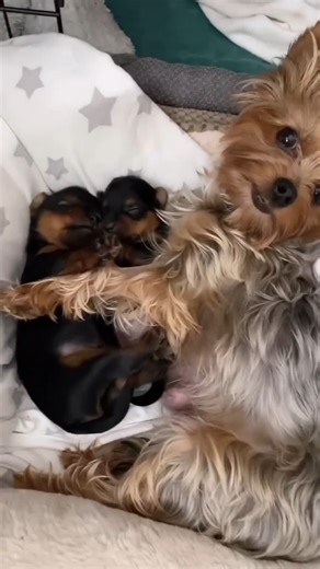 So cute!😍🥰 📷 @yorkieheavens 🥰🤗 So Sweet! #Yorkshire terrier #yorkshire #yorkies #yorkiepuppy #yorkiesofficial #yorkiesofig #yorkiesrule #yorkieloversofinsta #yorkieswag #yorkiesarethebest #yorkiestyle #yorkie_feature #yorkiepoo #partiyorkie #yorkielove #yorkieterrier #yorkieloversworldwide #yorkieoftheday #yorkiegram101 #yorkielover #yorkiegram #yorkieboy #yorkiebaby #yorkiestagram #yorkiestar #yorkiesrule | Yorkshire Terrier Lovers