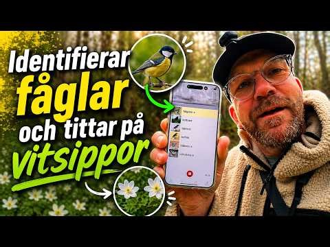Tittar på Vitsippor och testar app för identifiera fåglar