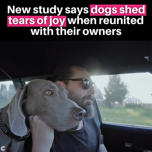 More proof that dogs are better than humans. A study published in the journal ‘Current Biology’ Monday suggests that dogs cry tears of happiness when reunited with their owners after a period of absence. Japanese scientists conducted a study inspired by the fact that dogs, like humans, have tear ducts that produce tears to keep their eyes clean and healthy. To investigate the similarity, researchers measured the amount of tears among 18 dogs with a standard test. Researchers placed a paper strip