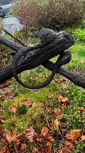 Wrought iron just laying about everywhere. Nothing but gravity holding it down . #frontstepforge #blacksmithing #handmade #wroughtiron | Front Step Forge