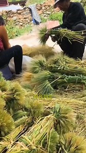 Traditional Thai Wheat Processing for Expensive Noodles #ThaiCuisine #WheatProcessing #HandcraftedNoodles #FoodCulture #Gourmet | Satisfying Videos