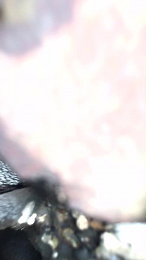 #deliford3000 #turbotunning @ferituludag