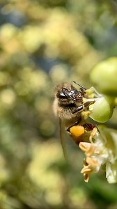 5.1K views · 314 reactions | Check out this honeybee!  She is collecting pollen from a native Tuckeroo flower. The bee is pinching the anther (end of the stamen) with her mandibles to release the pollen. She collects the pollen on her rear legs using her pollen baskets to carry it back to the hive. | Flow Hive | Facebook