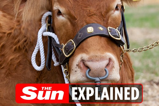 Why do bulls have nose rings?