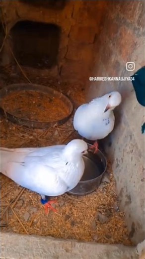 #pigeon #raisenpigeons #pigeonlaver #bird #trending