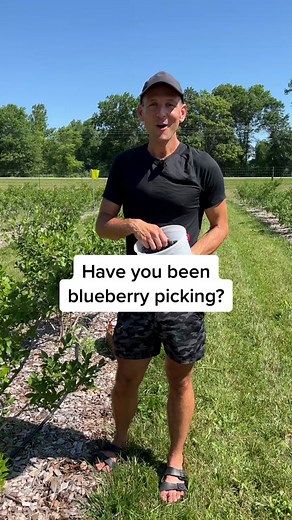 I went blueberry pickjnf yesterday (at my favorite local organic blueberry farm called Blueberry Bottom Farm) and I had to prevent myself from picking gallons of berries! Here are some things to know about blueberry picking!