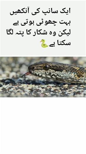 snake eyes #youtubeshorts #unfrezzmyaccount