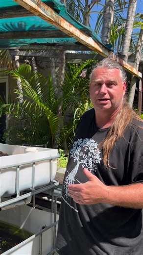 Aquaponics Update! 🐟🌱 #AquaponicsAdventures #SustainableFarming #permacultureaustralia #growyourown #somethingfromnothing #rentalpermaculture | Savour Soil Permaculture