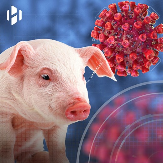 1.3M views · 22K reactions | New Swine Flu Virus capable of starting a pandemic emerges in China #SwineFlu #Pandemic #China #Virus #Microbiology #Science #Research | Hashem Al-Ghaili | Facebook