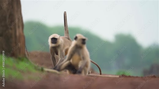 Baby langur learning to stand, Gray langur mother and infant, Young langur playful moment, Langur parenting in wild, Indian langur baby exploration stock video