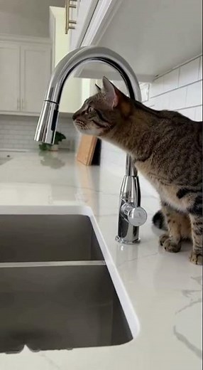 Cat vs. Sensor Faucet | Cute Kitchen Surprise