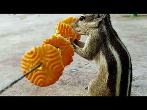 The Ultimate Videos of Squirrel for Cats To Watch – YouTube.