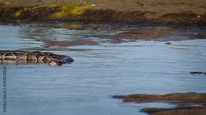 Asian Python in Bardia national park, Nepal - specie Python molurus family of Pythonidae