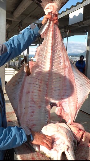 Satisfying halibut fillet! #fishing #halibut #alaska #fishcleaning | Landshark Outdoors