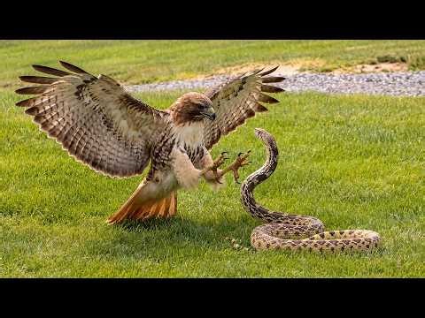 Mother Red-tailed Hawk Will Do Anything to Keep Her Chicks Alive — Even Face a Snake