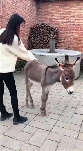 Account Delete (@accountdelete2026)’s videos with Originalton - funnyvideos