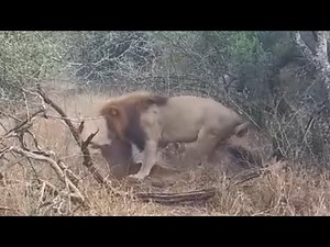 male lion digging burrow and pulling warthog video