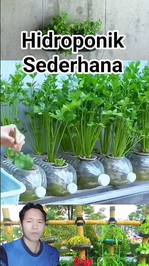 Hidroponik Sederhana: Tanam Sayur di Botol Bekas! #hidroponik #ideas