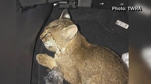 Tennessee woman discovers why you shouldn't let a bobcat into your home