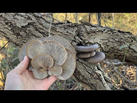 If you go mushroom hunting on the riverbed in winter, you can pick mountains of oyster mushrooms.