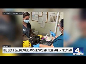 Bald eagle Jackie's condition ‘unstable' and ‘extremely serious,' care team says